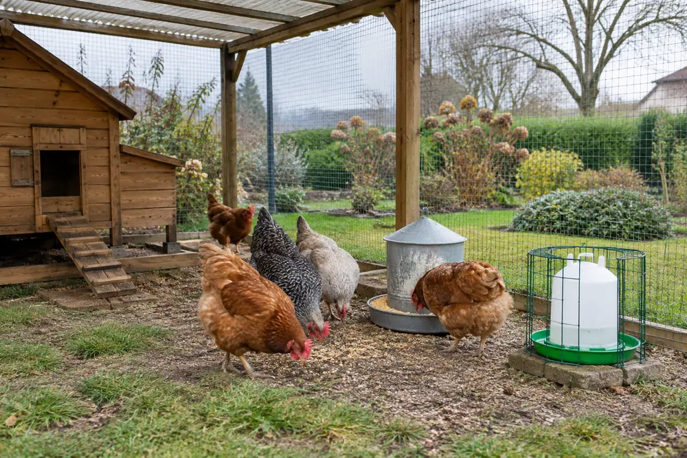 Poules picorant sous un préau grillagé à côté d'une mangeoire et d'un abreuvoir protégés, jardin en hiver, ciel gris (grippe aviaire poules)
