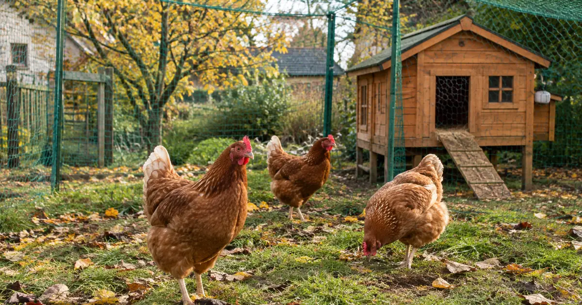 Quelques poules rousses dans un parcours de jardin entièrement couvert d'un filet vert, poulailler en bois en (grippe aviaire poules)